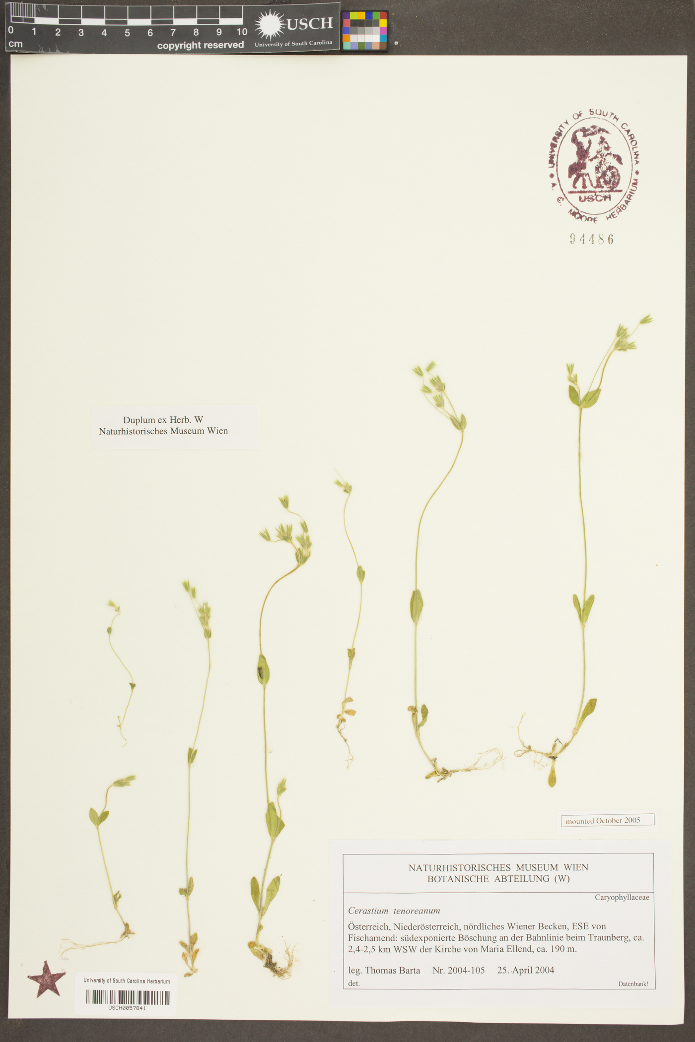 Cerastium brachypetalum subsp. tenoreanum image
