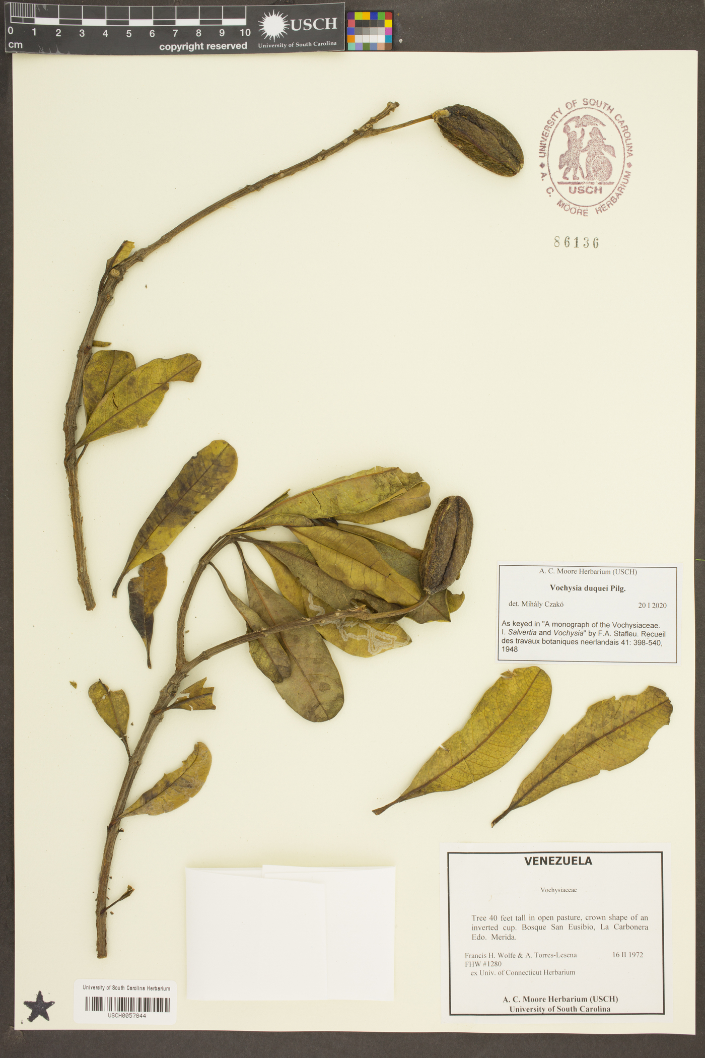 Vochysia duquei image