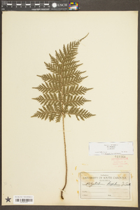 Polystichum hispidum image