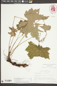 Heuchera villosa image