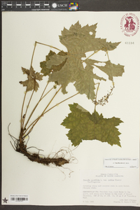 Heuchera villosa image