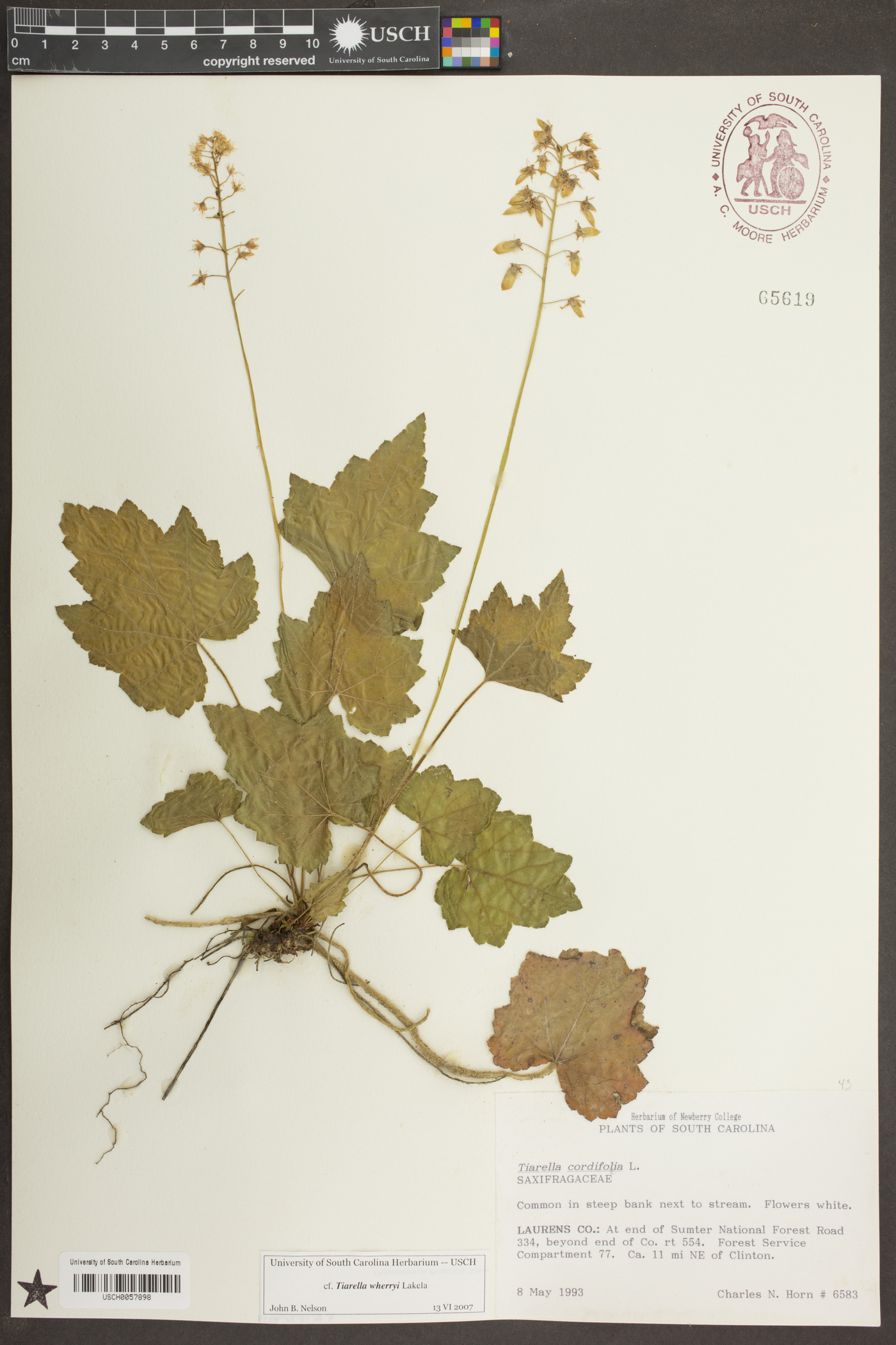 Tiarella wherryi image