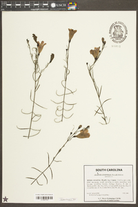 Agalinis linifolia image