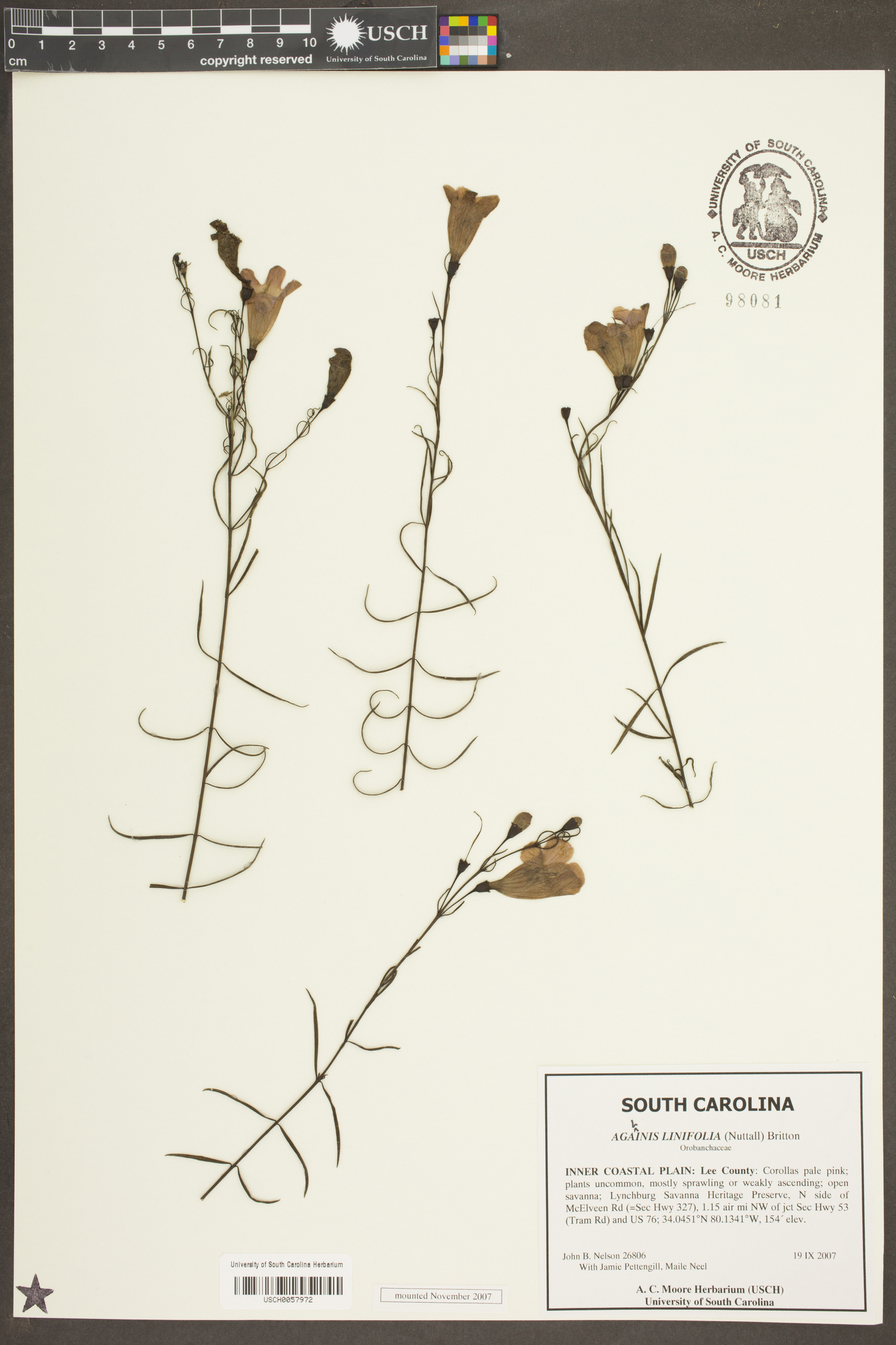 Agalinis linifolia image