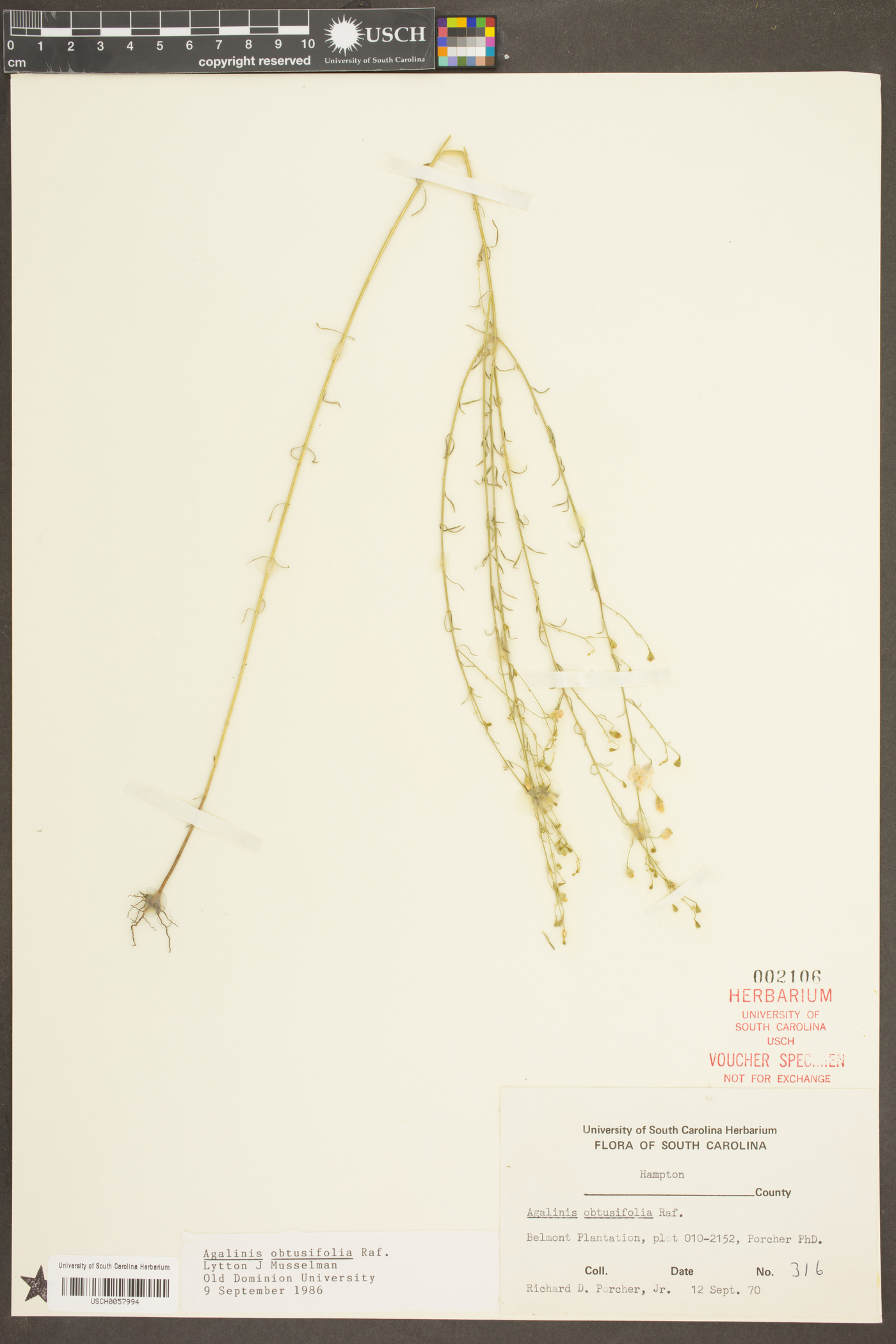 Agalinis obtusifolia image