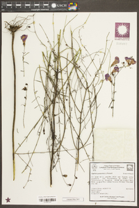 Agalinis purpurea var. purpurea image
