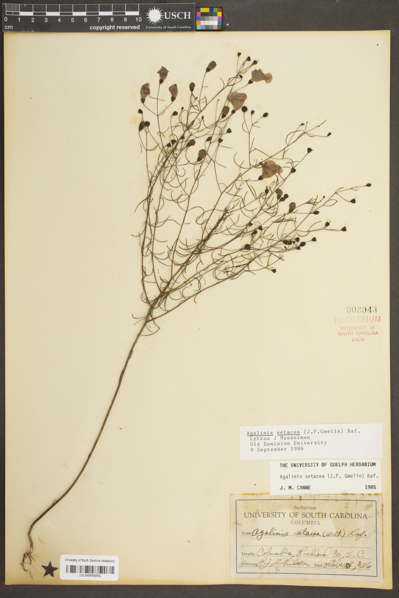 Agalinis setacea image