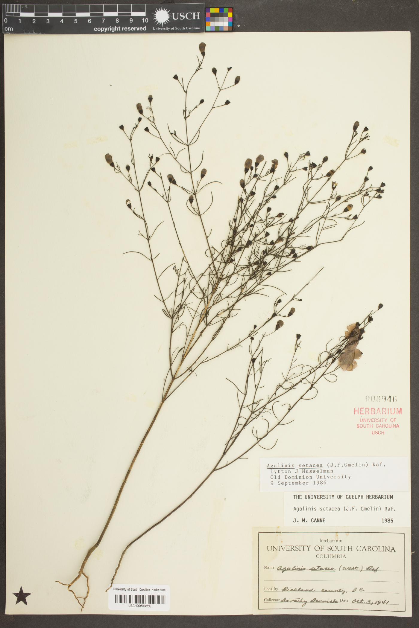 Agalinis setacea image