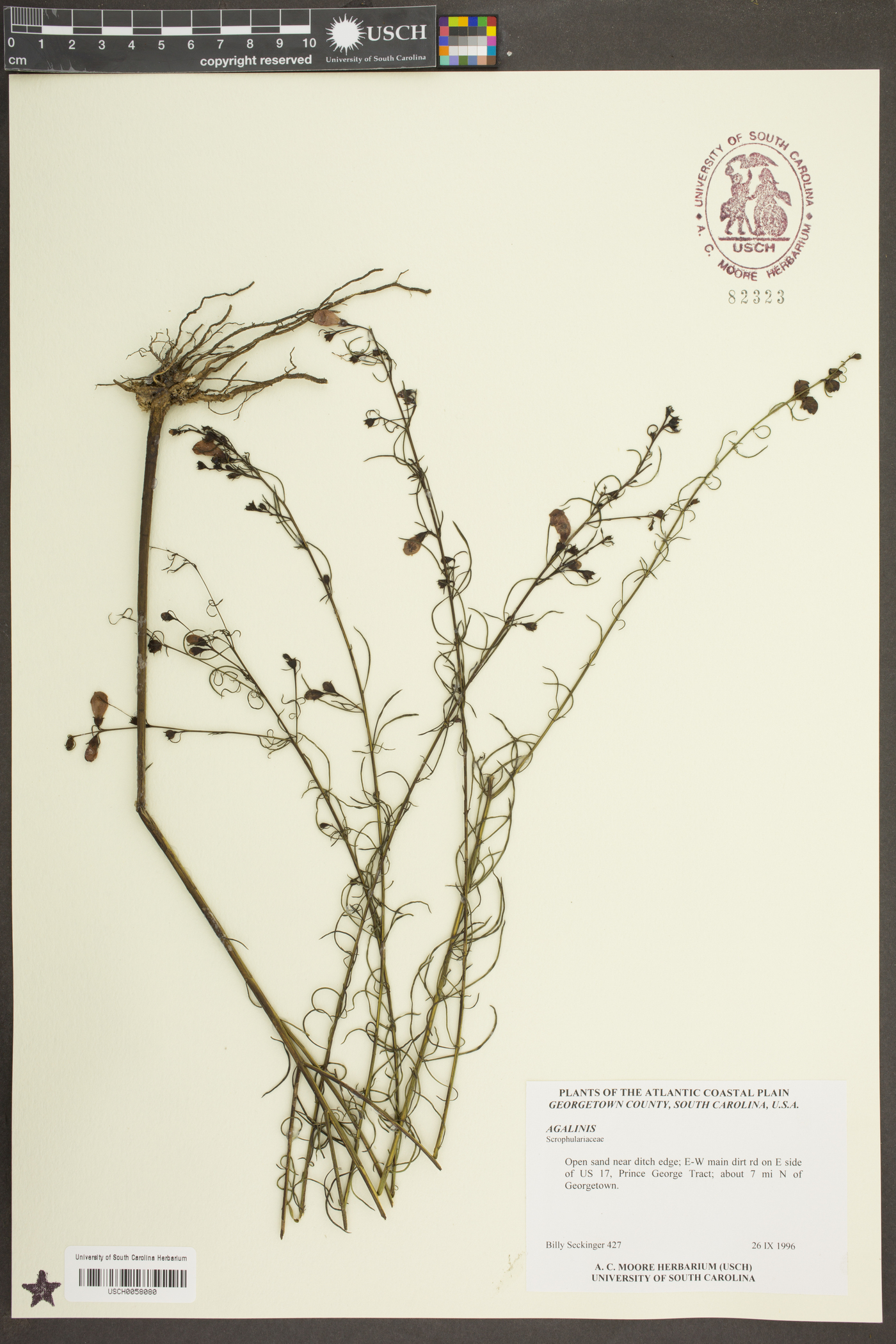 Agalinis harperi image