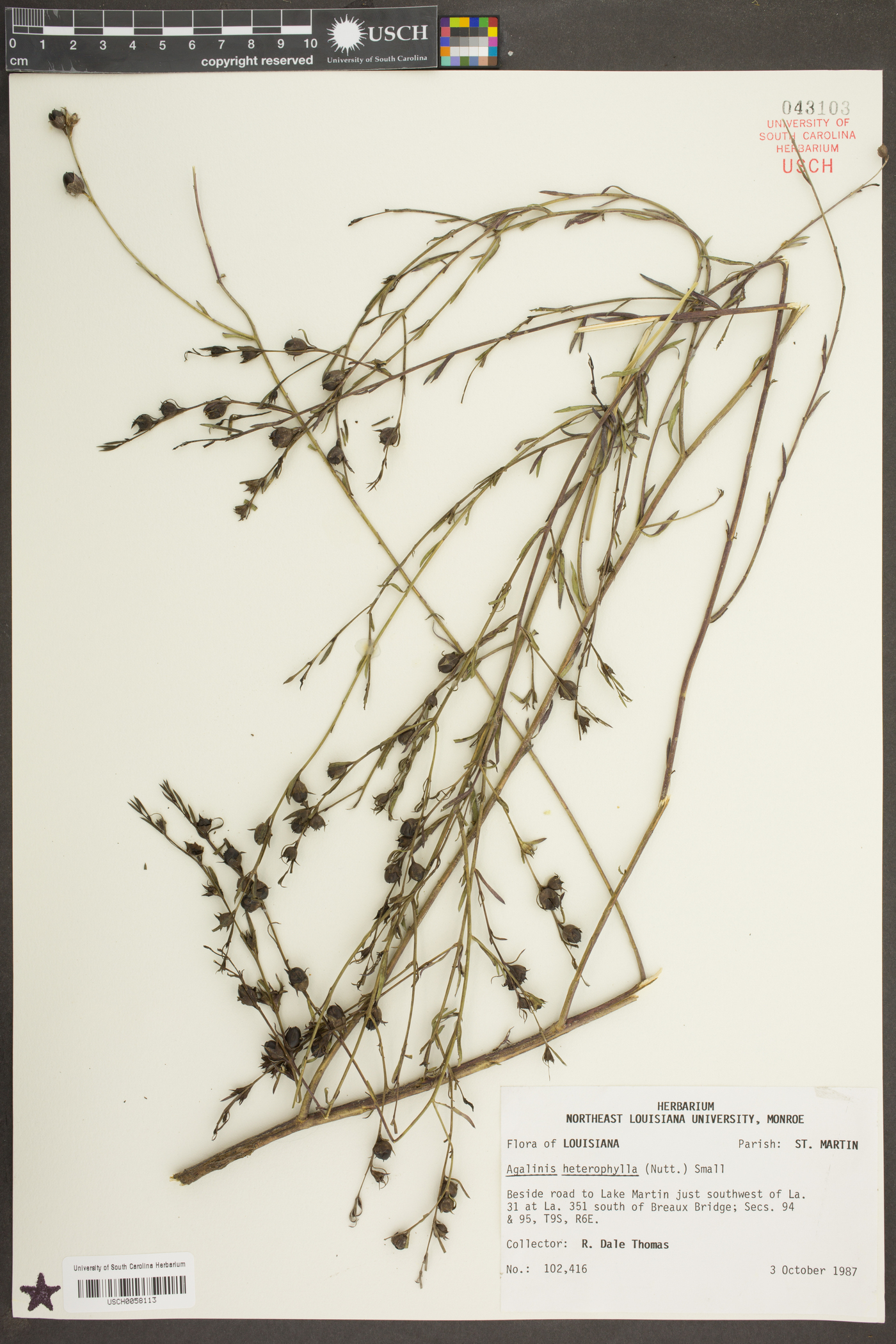 Agalinis heterophylla image