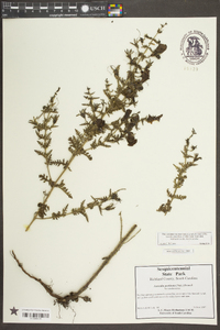 Aureolaria pectinata image