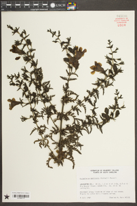 Aureolaria pectinata image