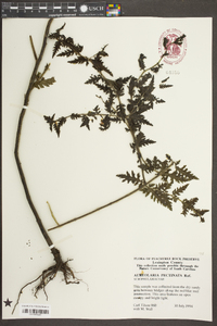 Aureolaria pectinata image