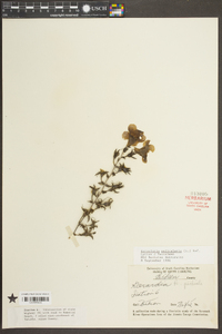 Aureolaria pedicularia image