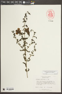 Aureolaria pedicularia image