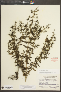 Aureolaria pedicularia image