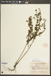 Aureolaria pedicularia image