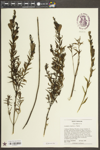 Aureolaria virginica image