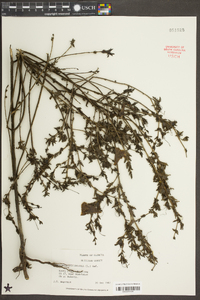 Aureolaria pedicularia image