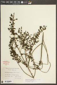 Aureolaria pectinata image
