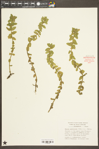 Bacopa caroliniana image