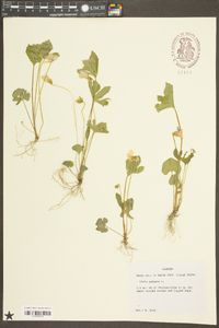 Viola palmata image