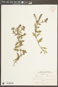 Verbena bracteata image