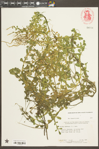 Bacopa monnieri image