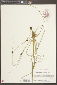 Rhynchospora crinipes image