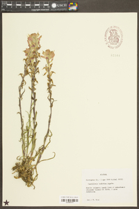 Castilleja indivisa image