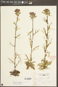 Castilleja coccinea image