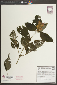 Chelone lyonii image