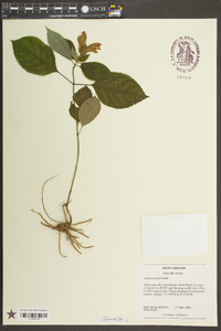 Chelone lyonii image