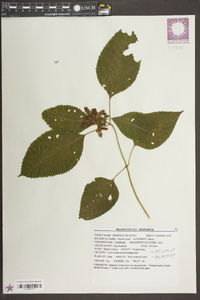 Chelone lyonii image