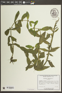 Berchemia scandens image