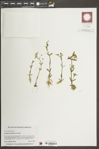 Gratiola graniticola image