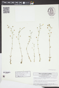 Gratiola graniticola image