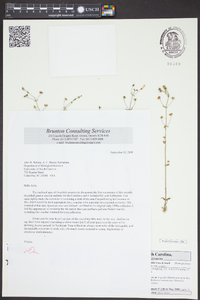 Gratiola graniticola image