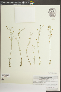 Gratiola graniticola image