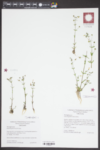 Gratiola graniticola image