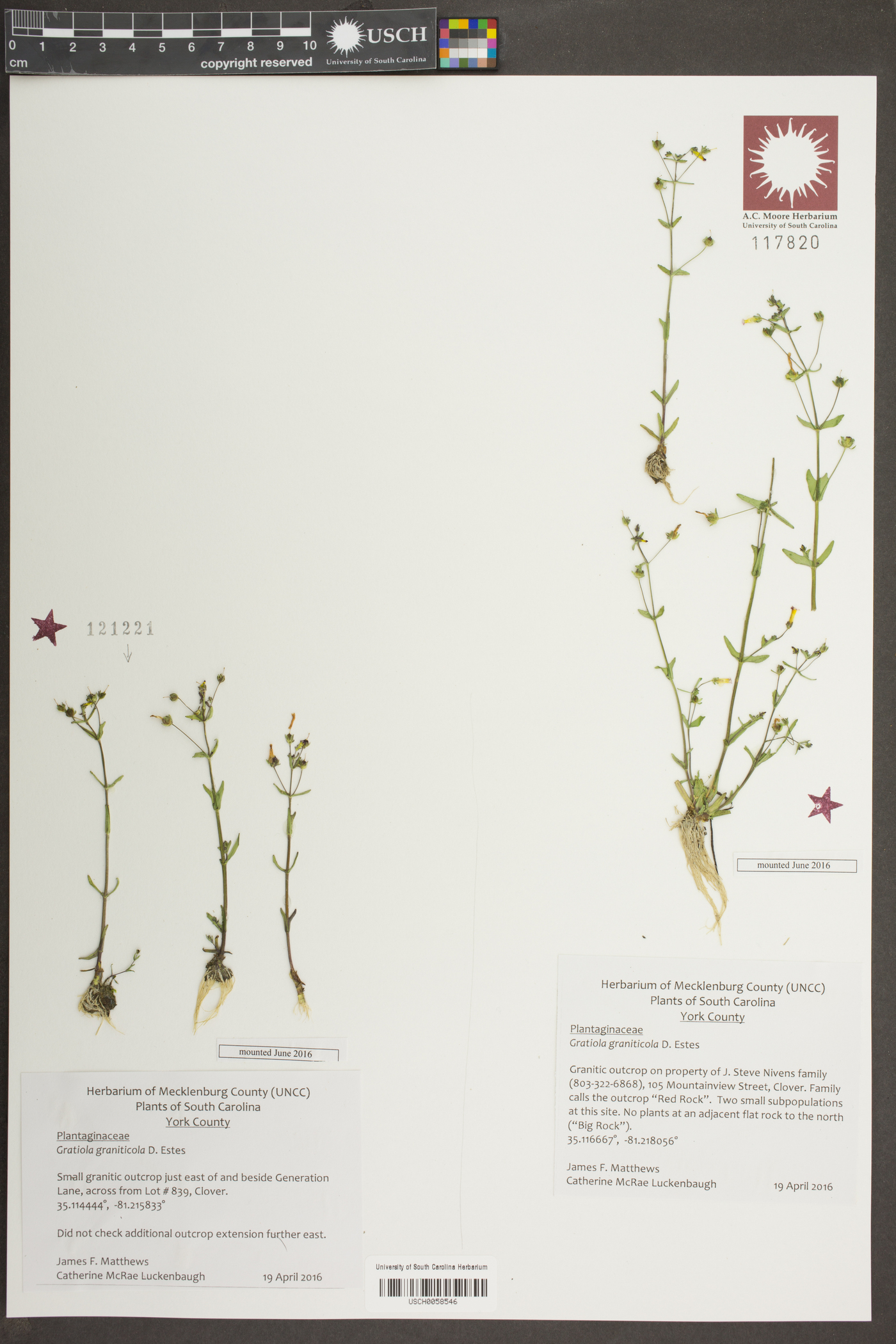 Gratiola graniticola image