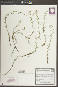 Gratiola ramosa image