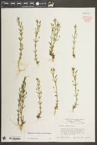 Gratiola ramosa image