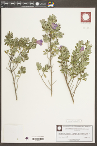 Leucophyllum frutescens image