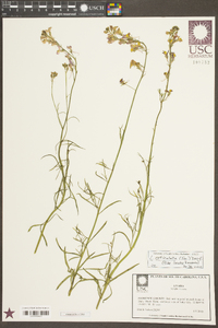Image of Linaria reticulata