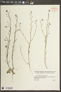 Linaria floridana image