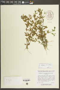 Lindernia dubia var. anagallidea image