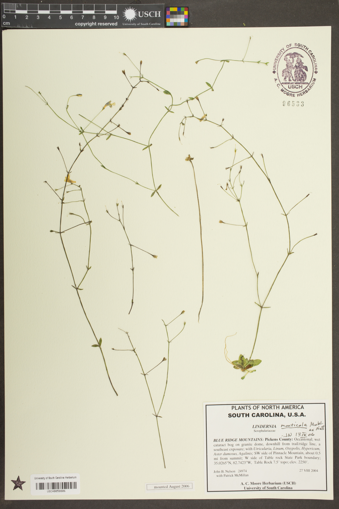 Lindernia monticola image