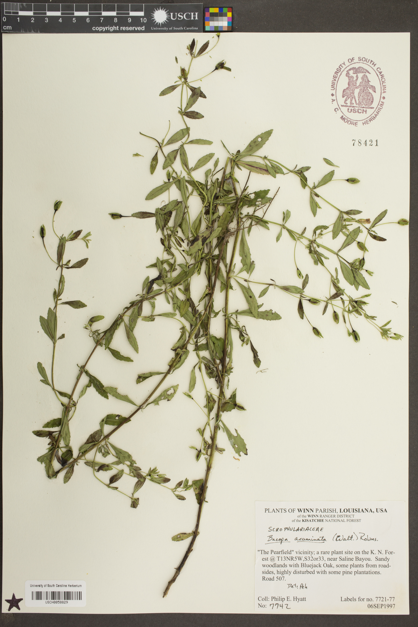 Bacopa acuminata image