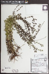 Mecardonia acuminata image